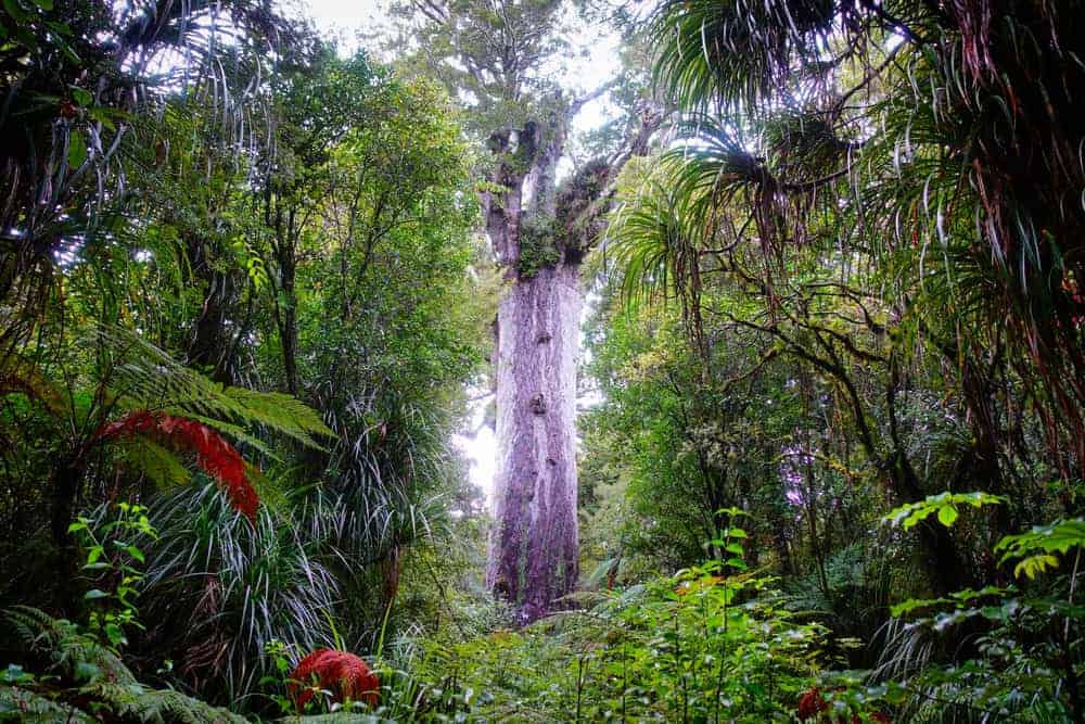这是森林中央一棵高大成熟的贝壳杉树。