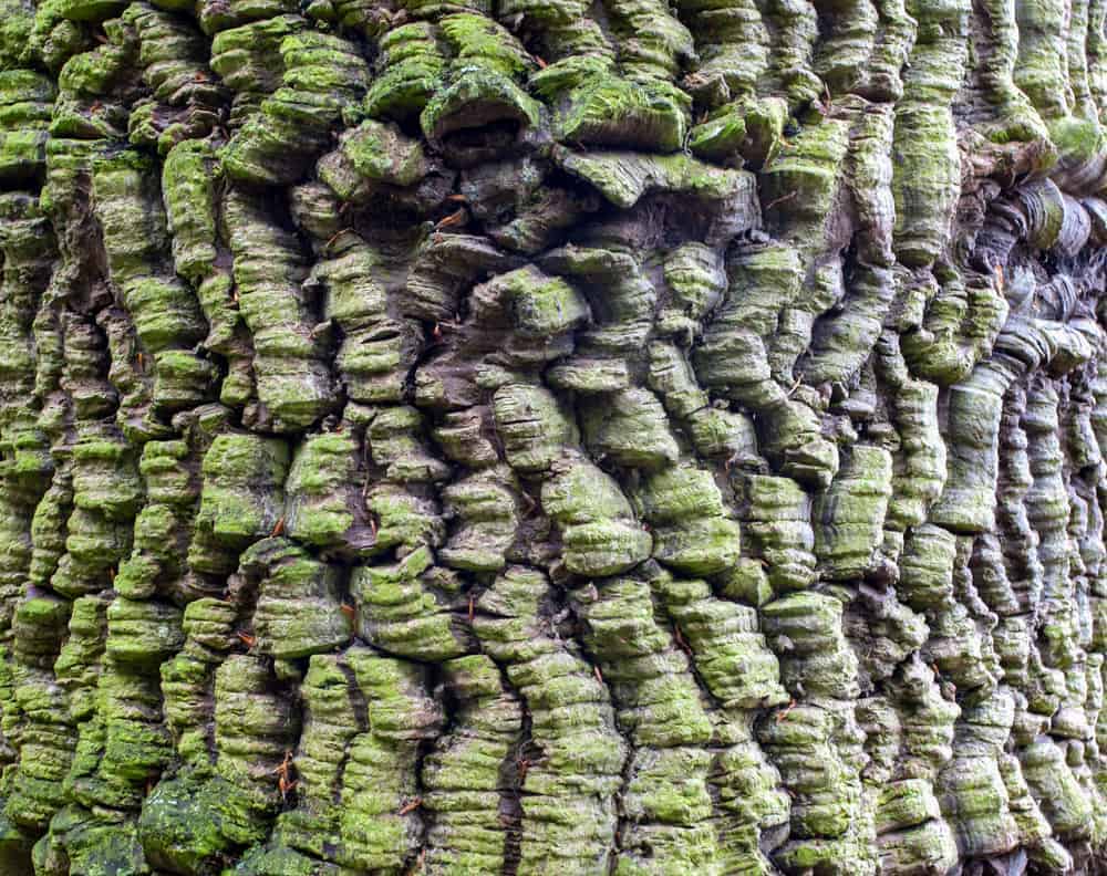 这是一棵猴子拼图树的树皮。