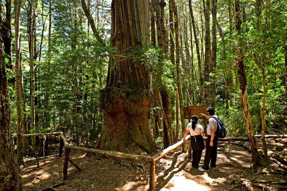 在自然公园小径上有一棵大型成熟的巴塔哥尼亚柏树。