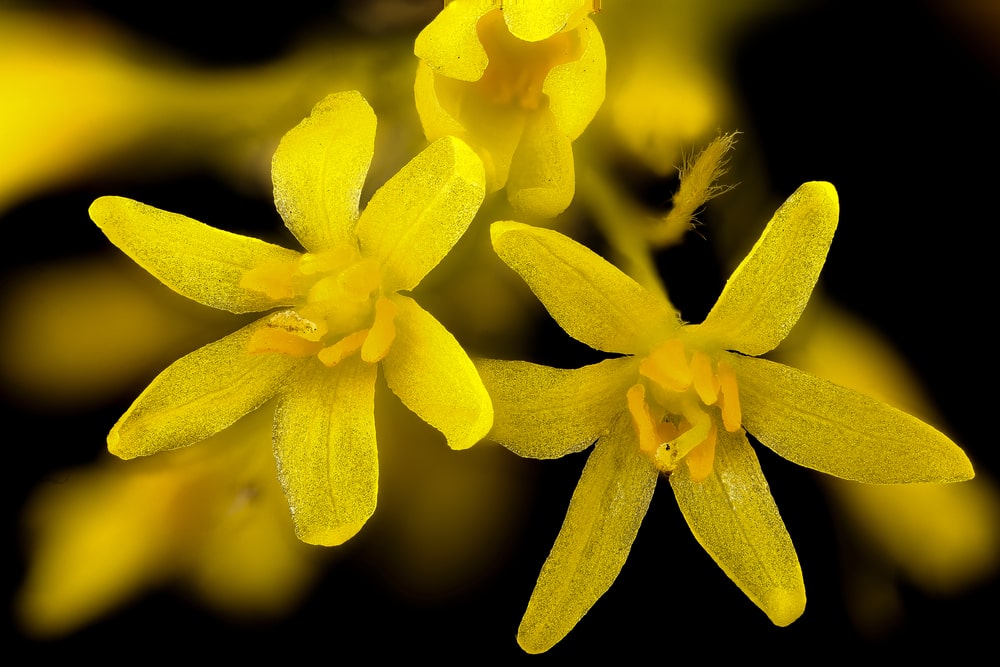 这是近距离观察黄樟的亮黄色花朵。