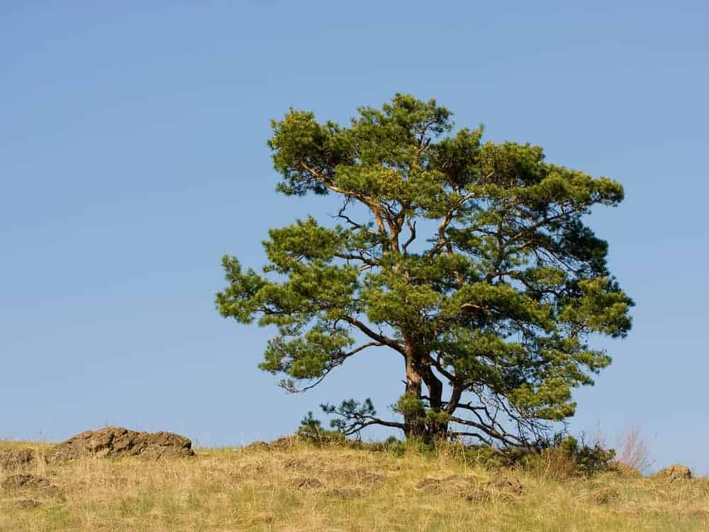 这是一棵生长在田野上的苏格兰松树的全貌。