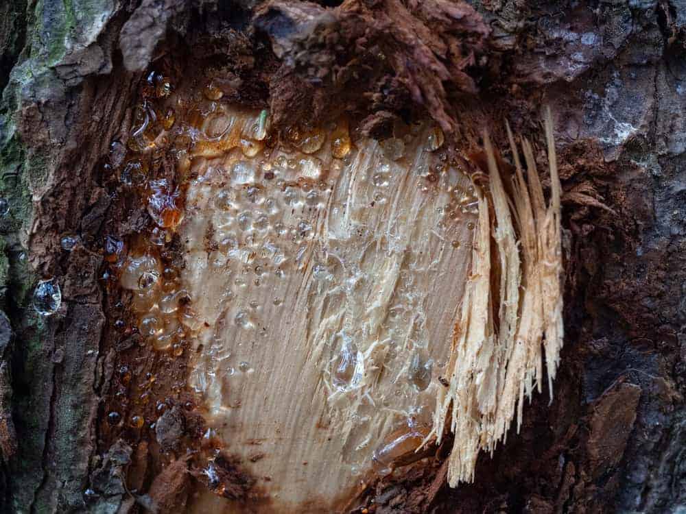 这是一棵苏格兰松树受损树皮的近距离观察。