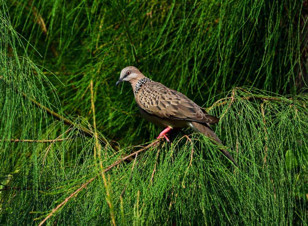 这是一只鸽子栖息在苏格兰松树上的近距离观察。