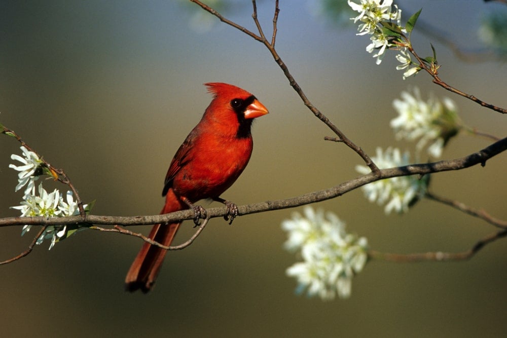 这是一只红色的红雀，它站在红莓树枝上。