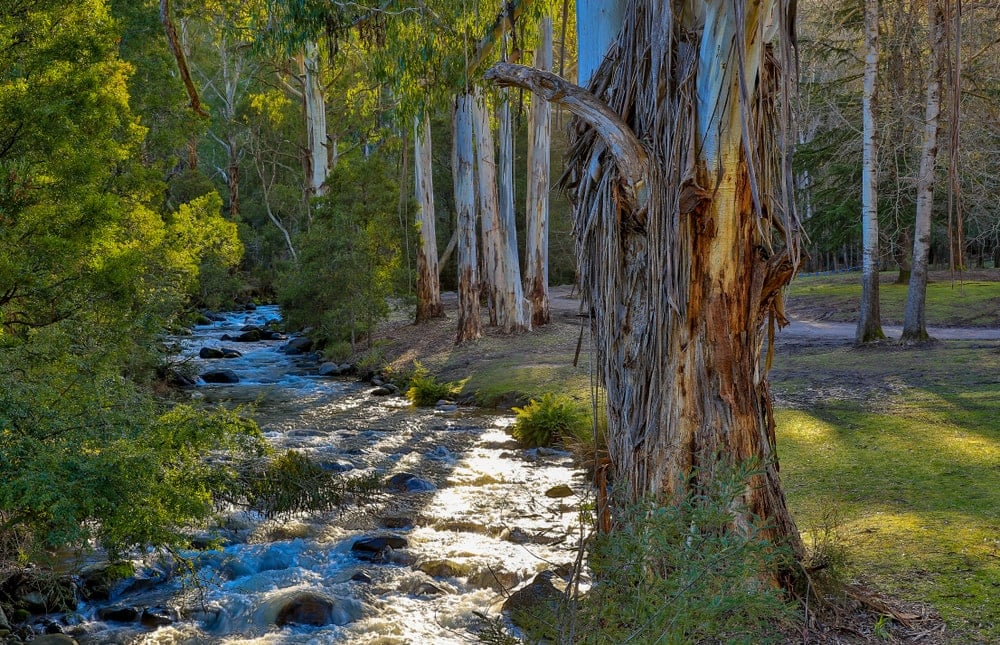 这是一个近距离观察成熟的澳大利亚山白蜡树溪边。