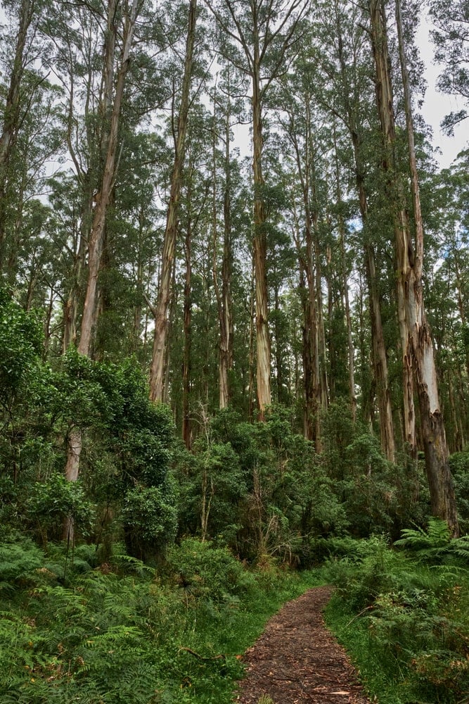 这是从道路的有利位置看澳大利亚山白蜡树森林。
