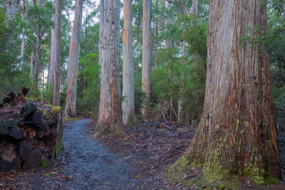 这是一个近距离观察森林小径与澳大利亚山白蜡树。
