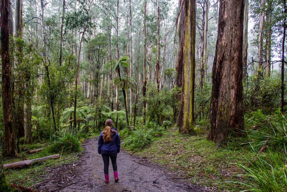 一名妇女徒步穿越森林小径与澳大利亚山白蜡树。
