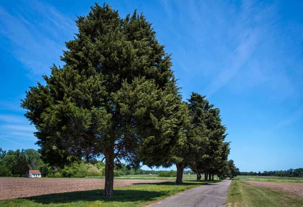 这是一条土路，两旁是高大成熟的东方杜松树。