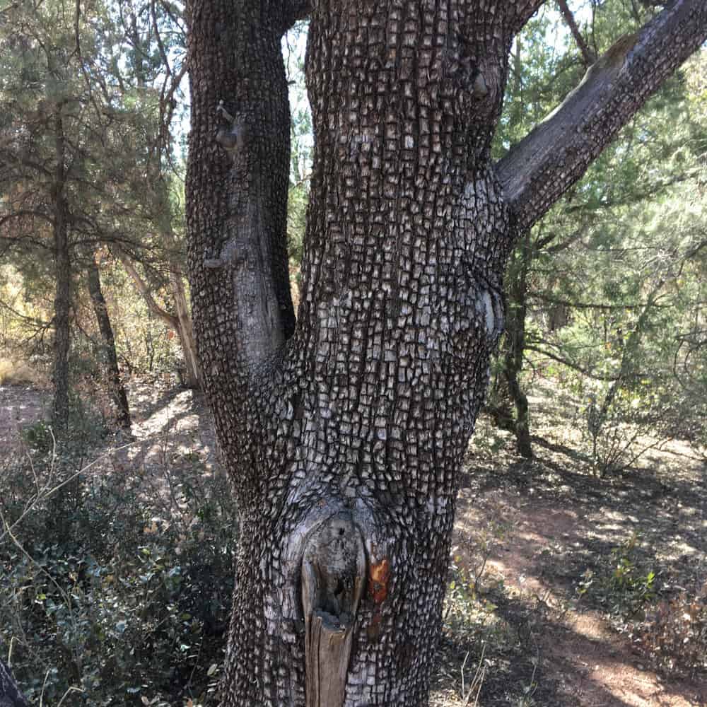 这是一棵桧树的纹理树皮的近距离观察。