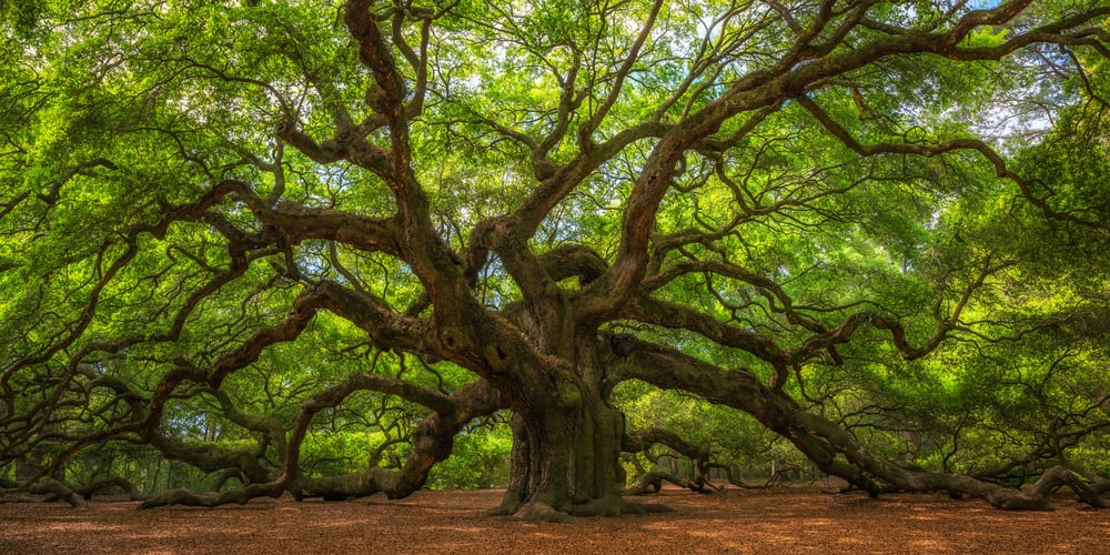 天使橡树生长在南卡罗来纳州，有着巨大的树冠和触地的树枝