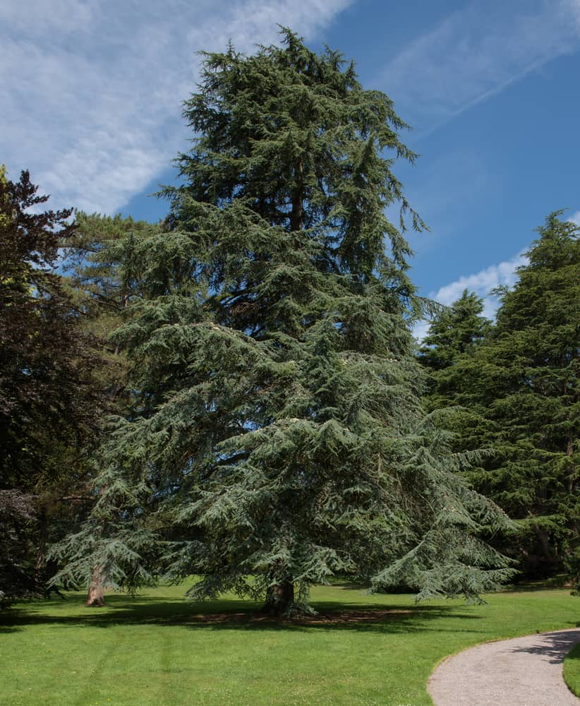 这是一个非常大的和成熟的北非雪松树生长在大公园旁边的走道。