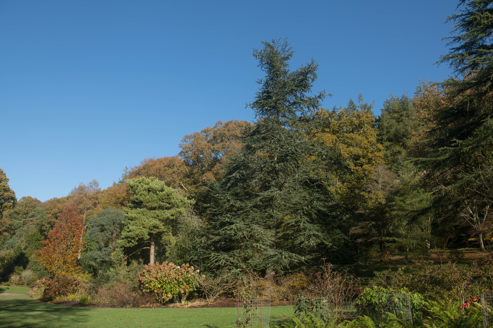 蓝色阿特拉斯雪松生长在一个可爱的公共景观与其他针叶树在一个阳光明媚的日子
