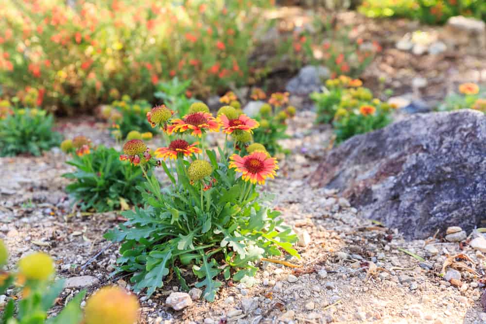 可爱的一束生长在岩石花园里的毛毯花，背景是模糊的植物