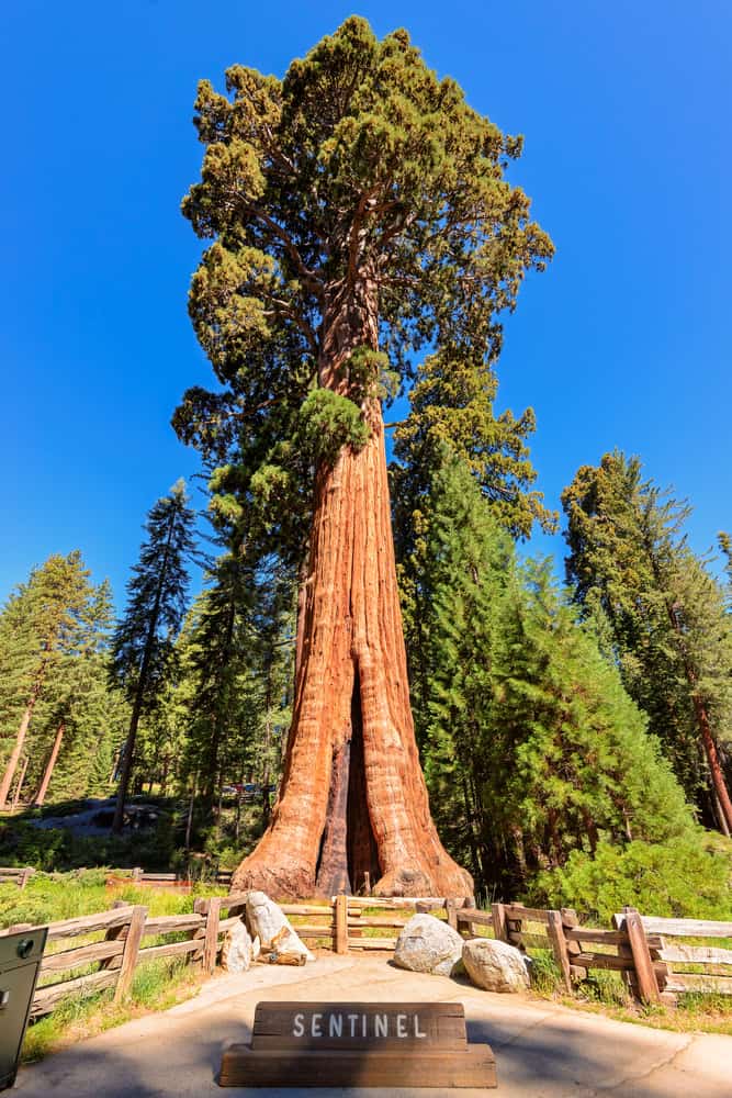 巨大的海岸红杉树生长在加州红杉国家公园