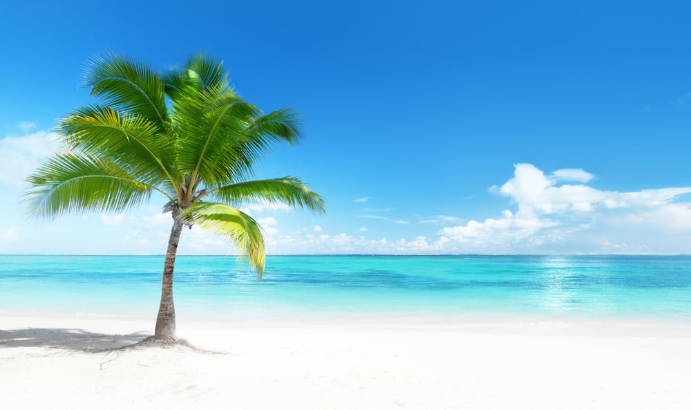 一棵椰子树生长在蓝绿色海洋旁边的原始白色沙滩上