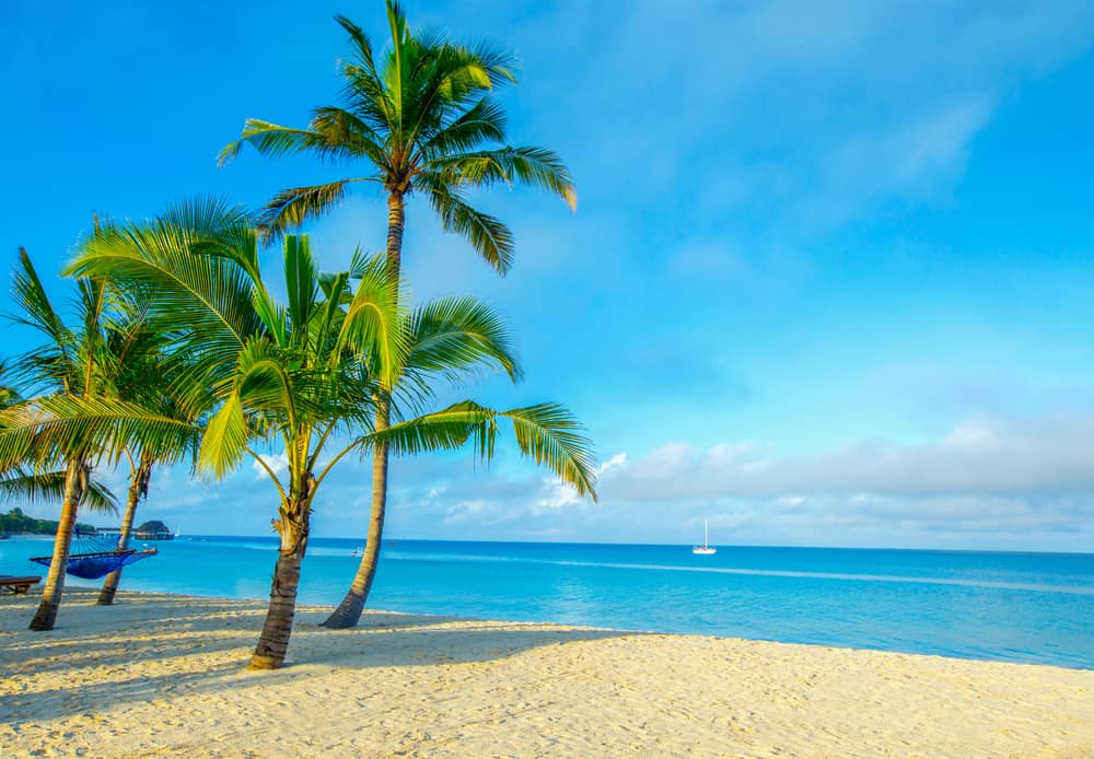 一簇椰子树生长在水晶蓝色的海洋和小帆船前的海滩上