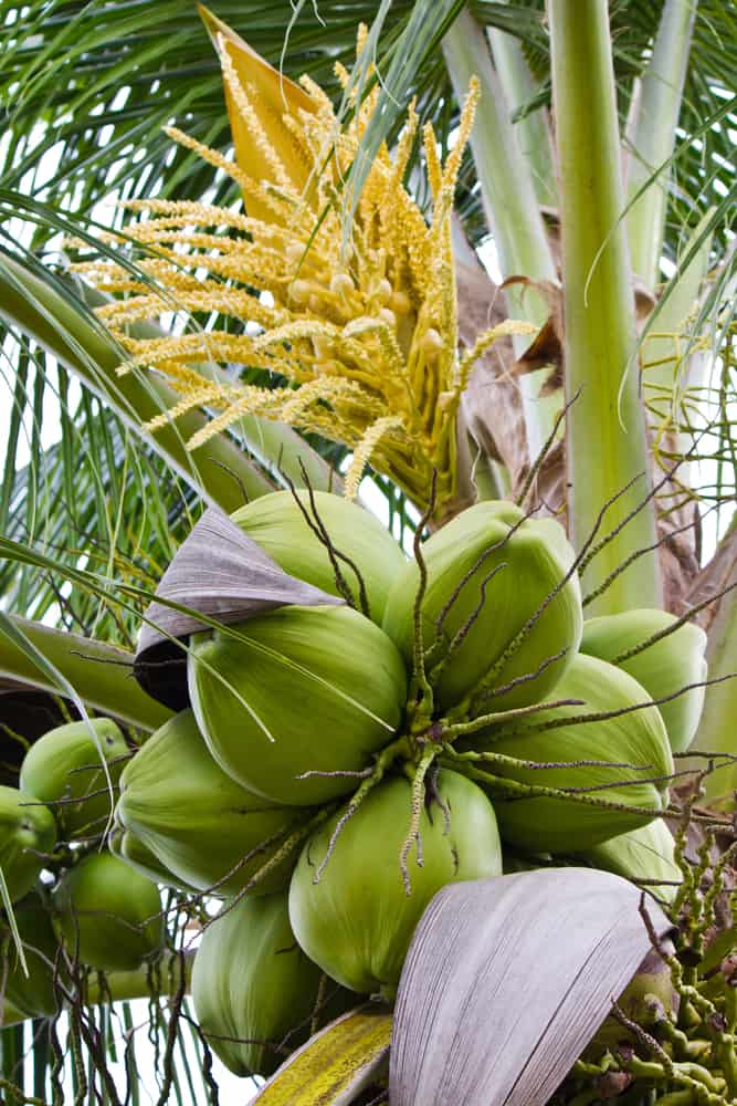 令人难以置信的黄色棕榈树花生长在椰子树顶部绿色成熟的椰子后面