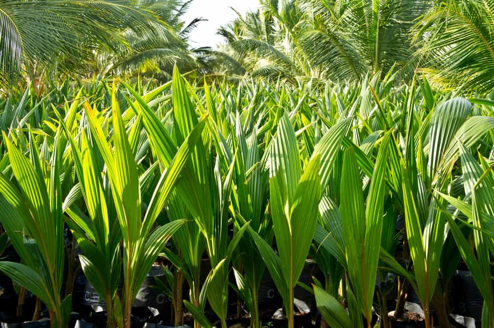 非常年轻的椰子树生长在种植园里