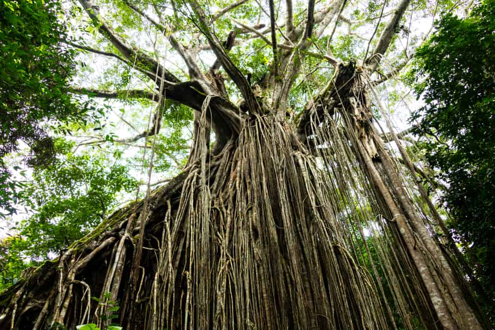 抬头看看热带雨林中生长的窗帘无花果树惊人的气根