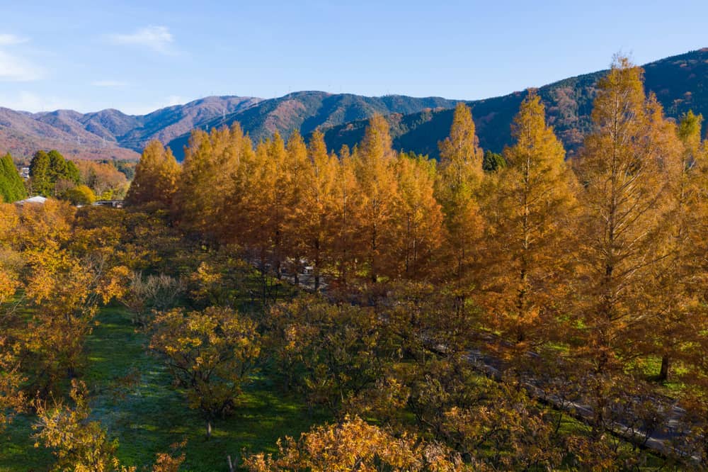 中国本土的黎明红木树在秋天与山为背景