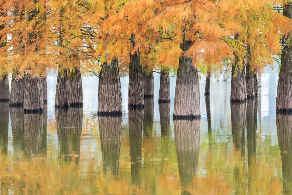 秋天在洪水条件下生长的黎明红杉
