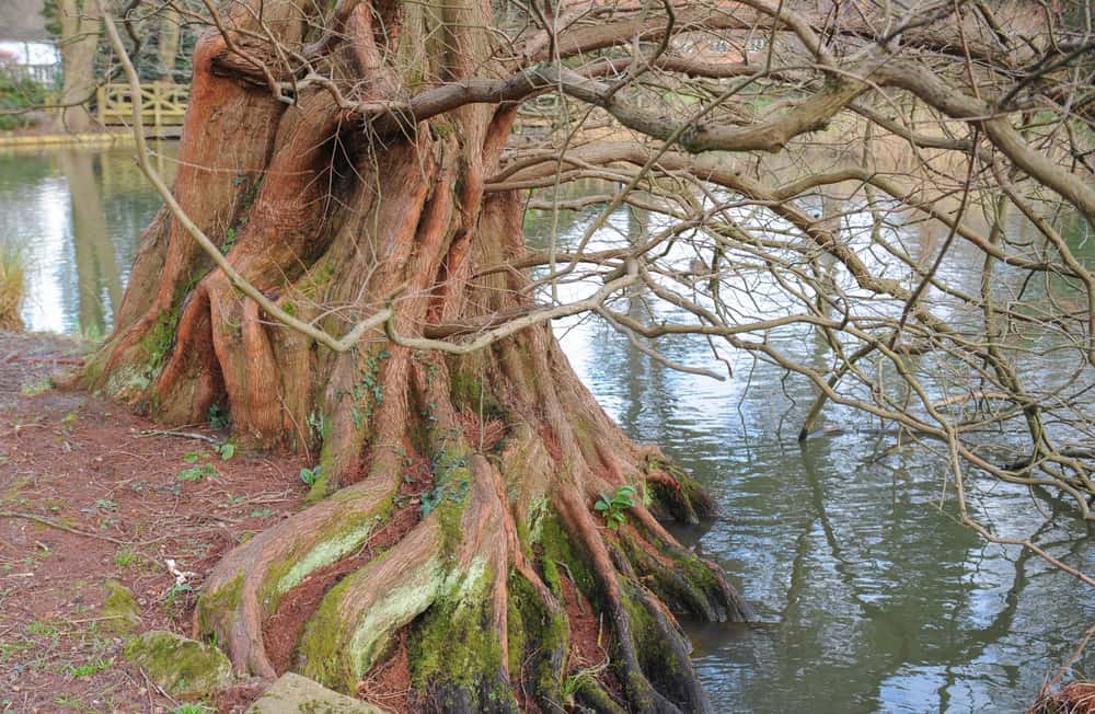 黎明红杉的树根系统生长成一条河的观点