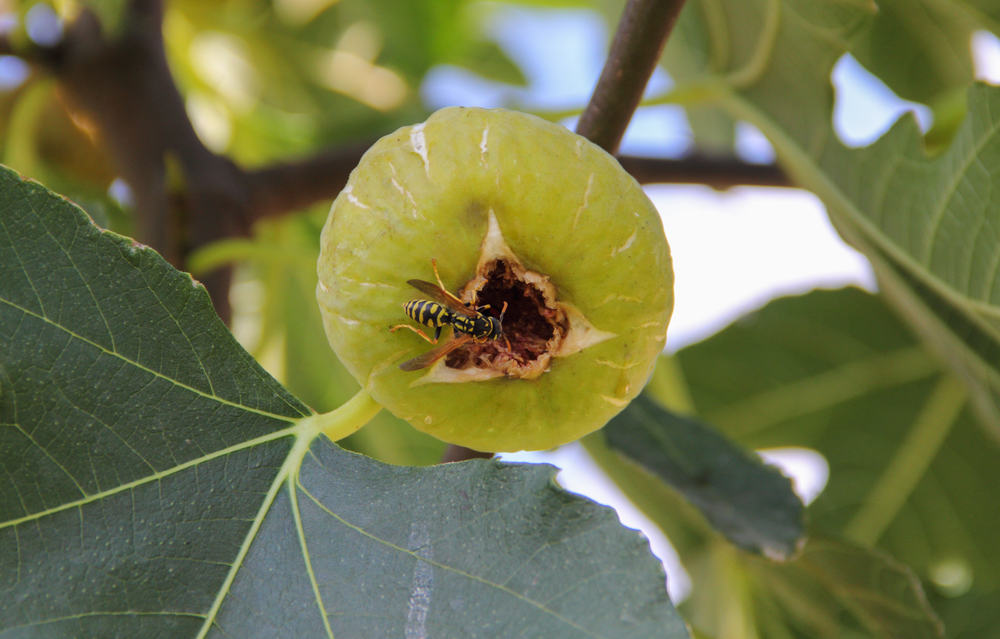 雌性无花果黄蜂进入未成熟的无花果果实的入口，为无花果花受精