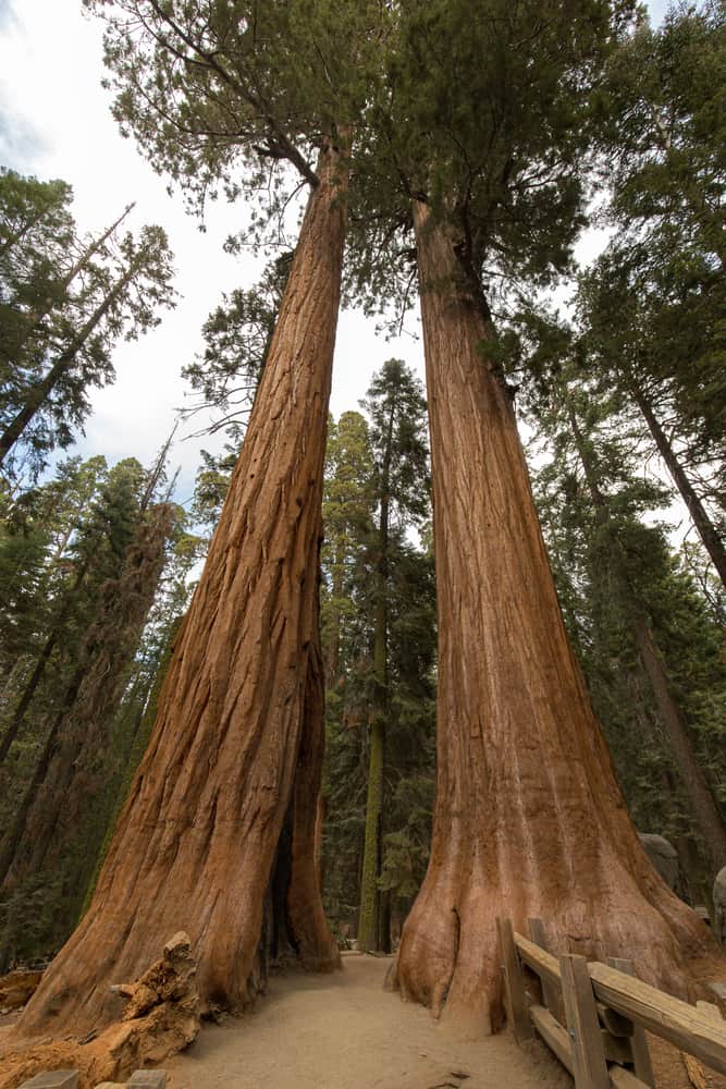 国家公园里高大的红杉树干