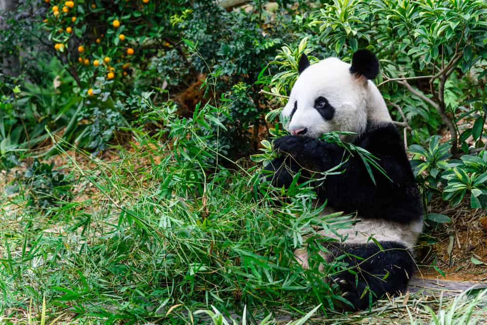 非常可爱的熊猫正在咀嚼竹叶，背景是一棵野生金桔树