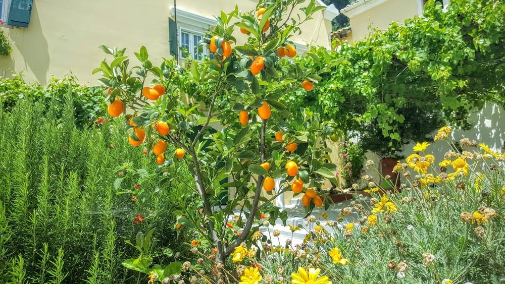 阳光明媚的日子里，在别墅旁边美丽的花园里，长着椭圆形果实的金桔幼树