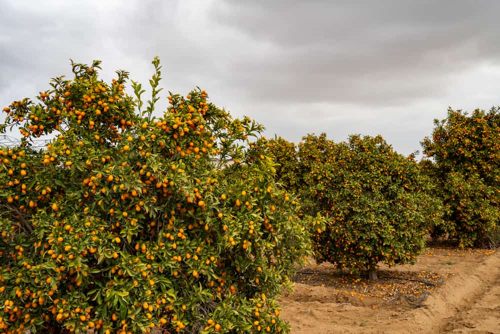 金桔树林与健壮成熟的金桔树生长成熟的果实在收获季节