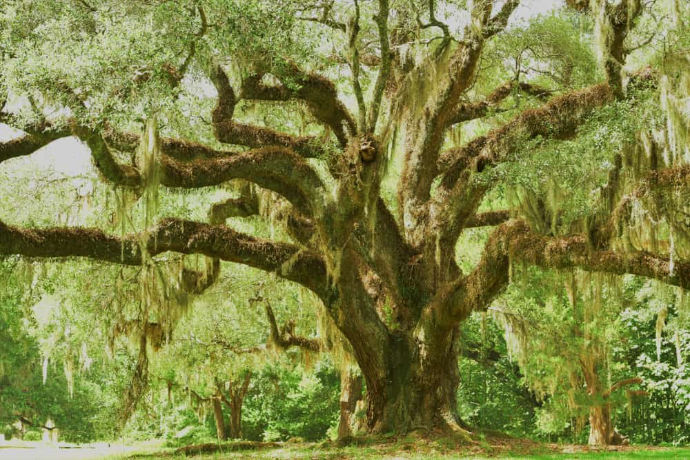 非常大的活橡树，生长在绿色森林里，树枝上挂着西班牙苔藓