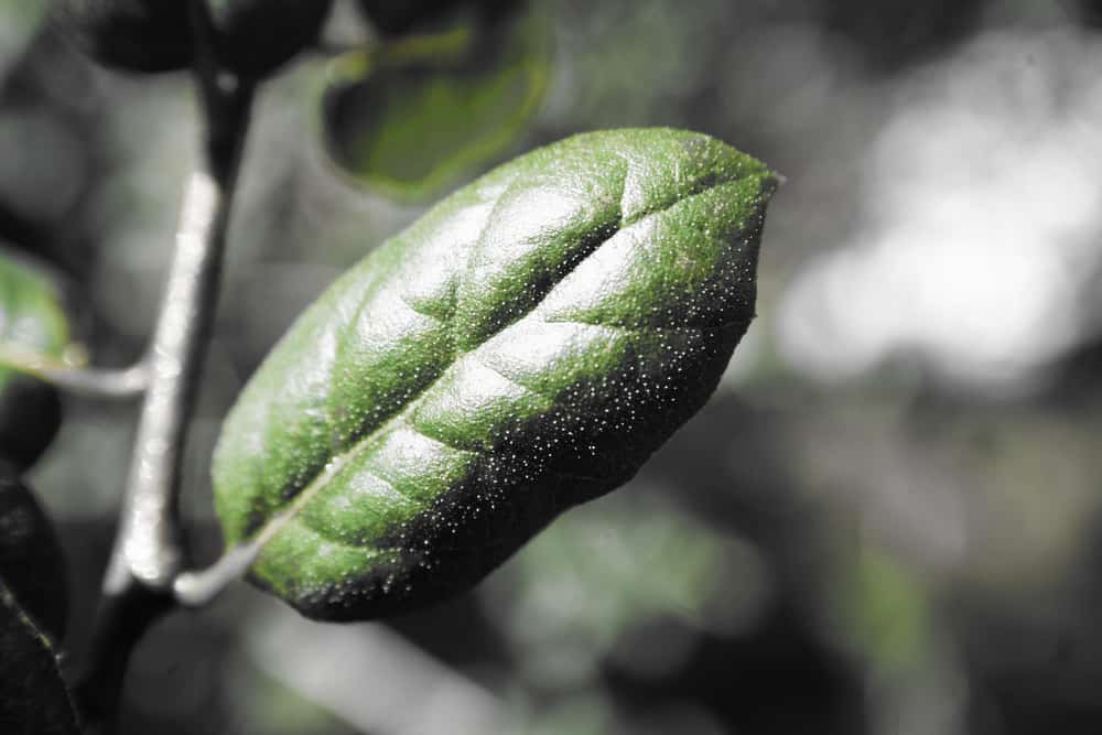 近距离拍摄的单个光滑的绿色活橡树叶子生长在树枝上