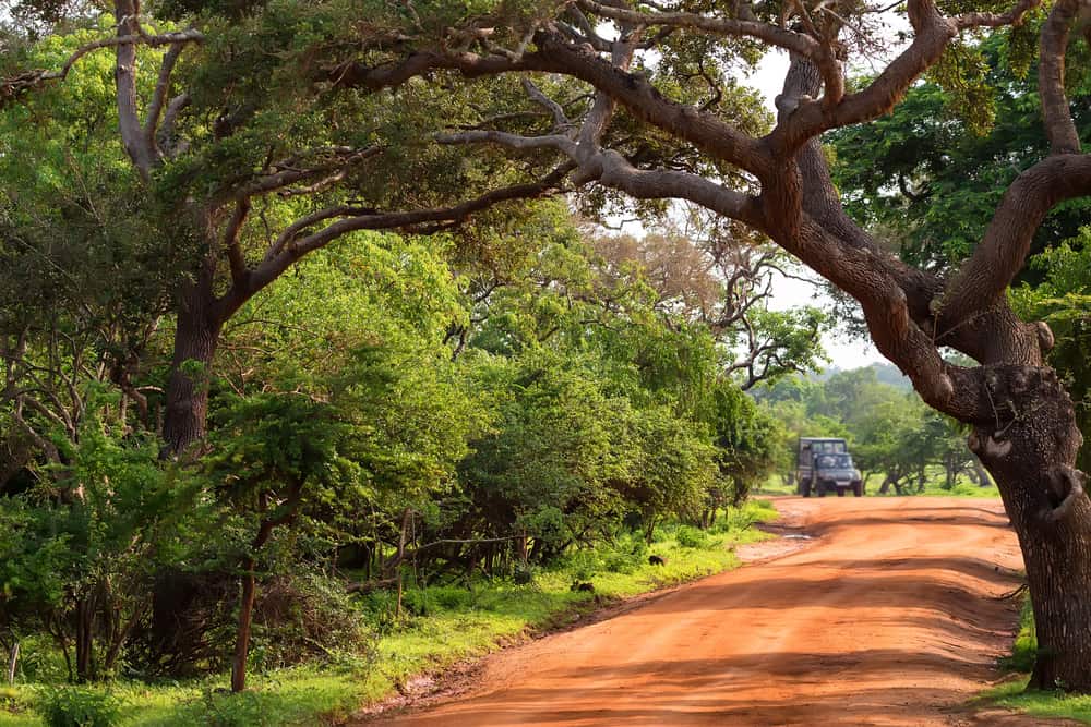 斯里兰卡的国家公园，常青树生长在土路旁