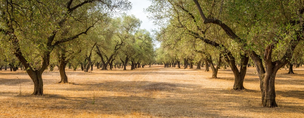 在干燥的土壤条件下，健康成熟的橄榄树成行生长
