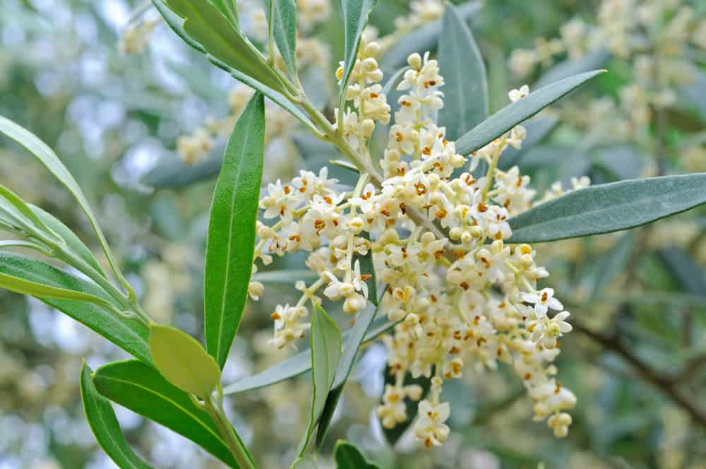 微小的橄榄树花生长在簇等待授粉与模糊的橄榄叶背景