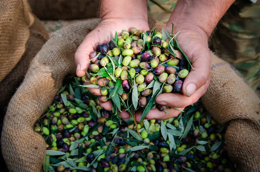 农民手里拿着一串成熟程度不同的橄榄