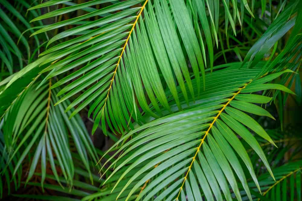 近距离的图像，明亮的绿色棕榈叶相互重叠