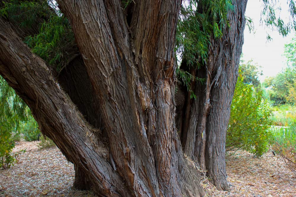 在公共景观中生长的一种成熟的西澳大利亚薄荷树的巨大伸展树干