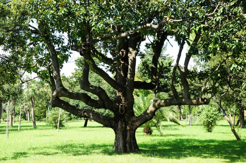 一棵生长在开阔的绿草地上的南方木兰树，树干粗壮，枝干伸展