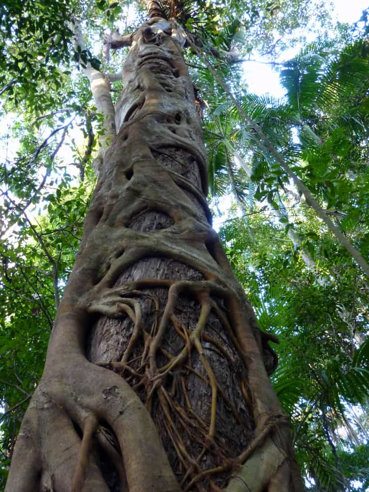 抬头看一棵扼杀无花果树的树干，它正在雨林中扼杀它的宿主树