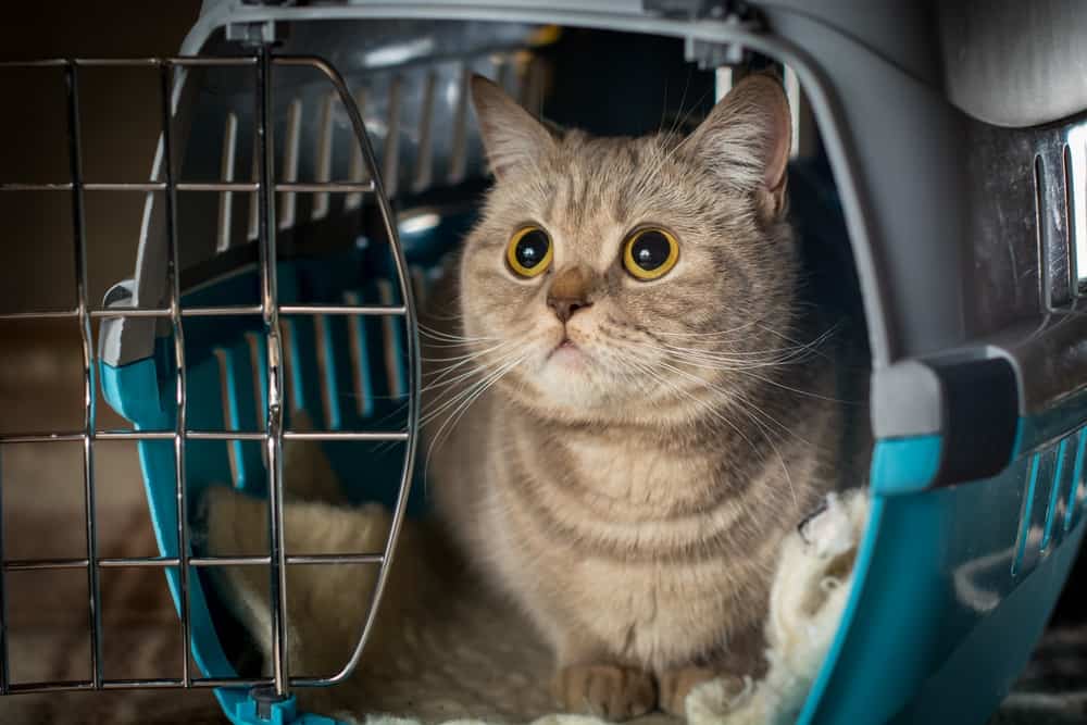 一只猫在塑料宠物箱里。