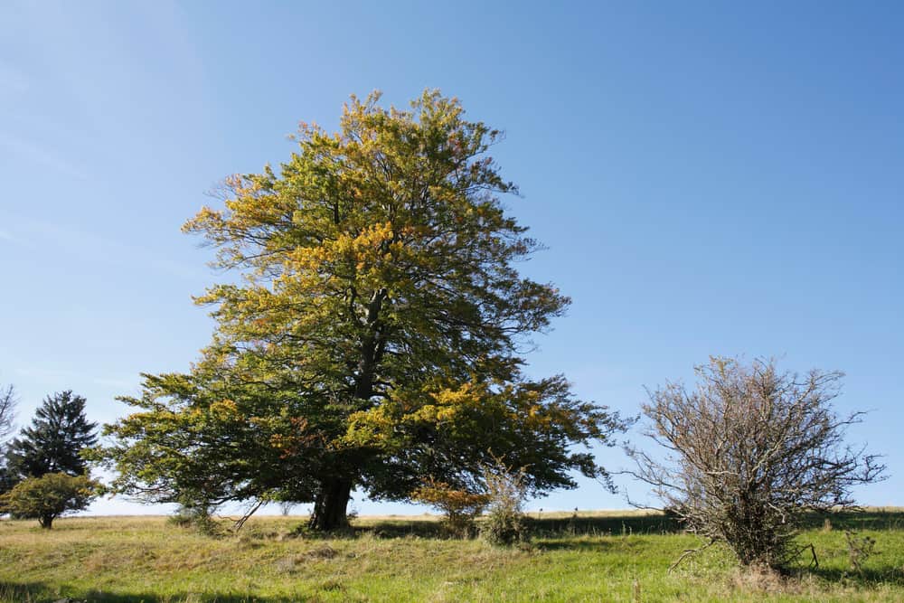 这是田野里的一棵欧洲山毛榉树。