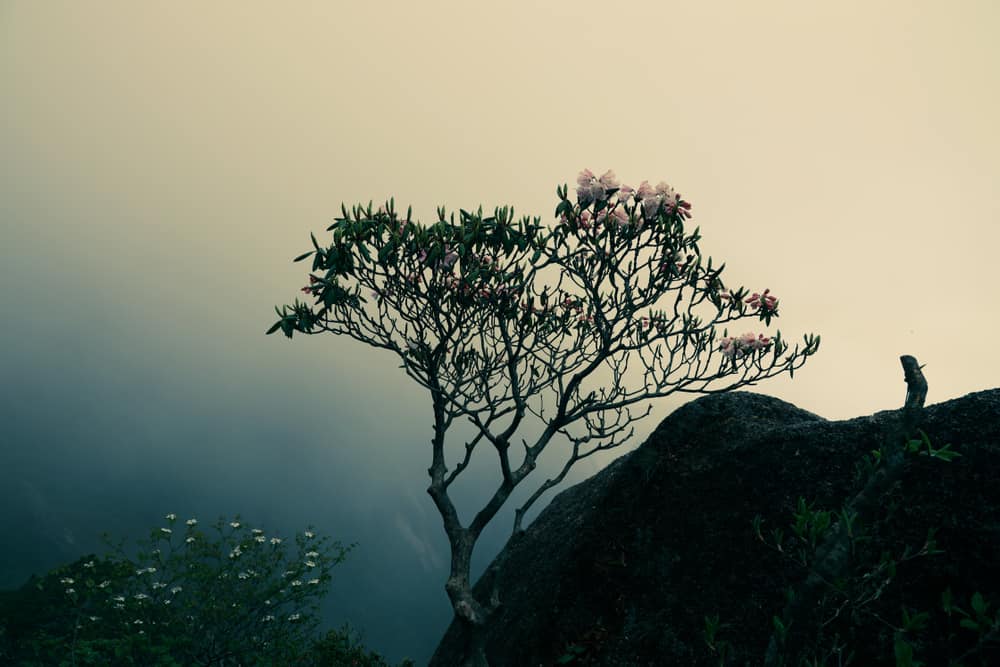 这是近距离观察生长在悬崖上的玉兰树。