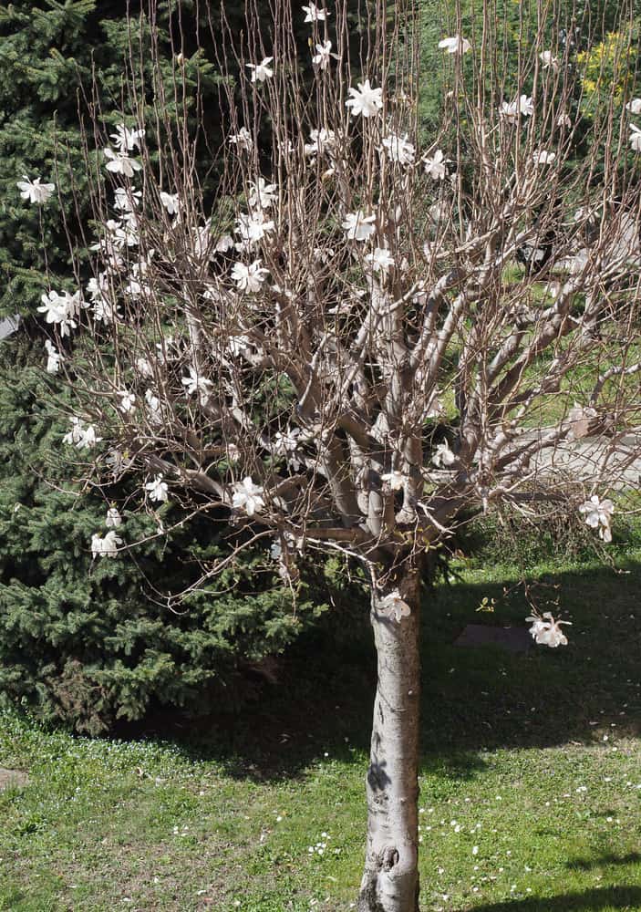 这是一棵盛开在花园里的白玉兰树。