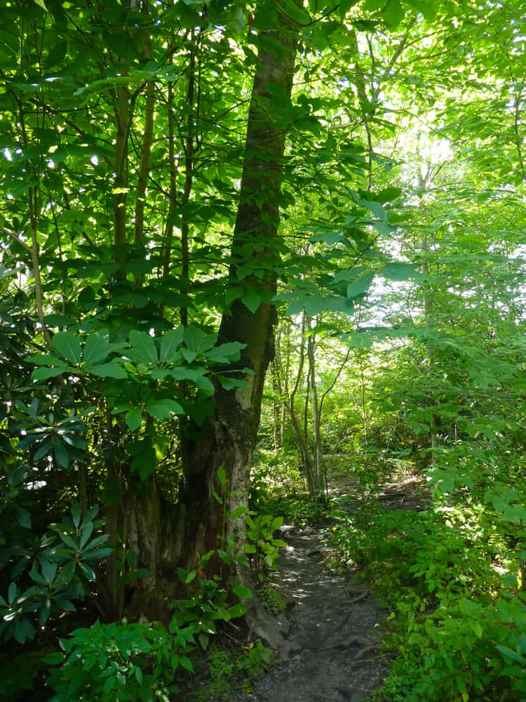 这是一个近距离观察森林的山木兰树。
