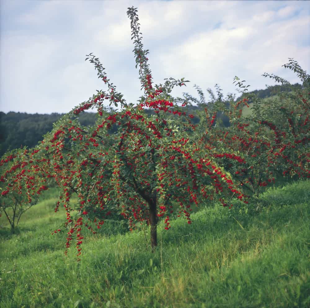 这是一棵孤零零的酸樱桃树，长在一片丘陵上，结着鲜红色的果实。