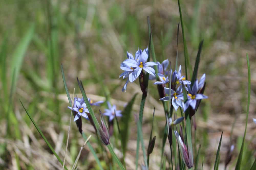 蓝眼草的淡紫色花，生长在干燥的田地里