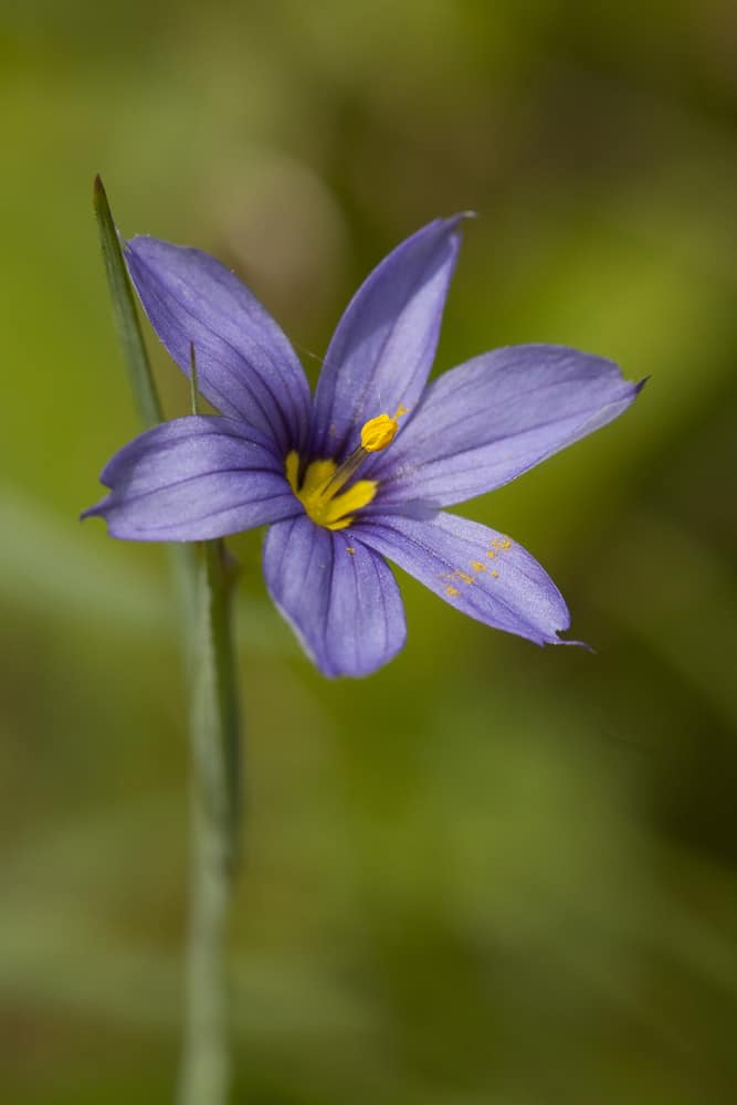 超近距离拍摄的紫蓝眼草花与黄色的中心和雄蕊